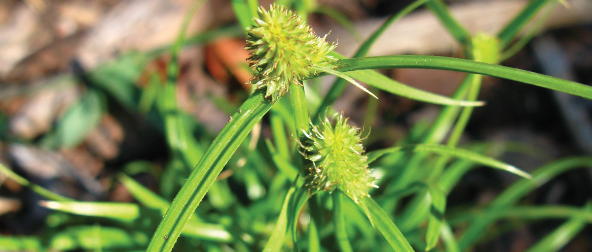 Searles Control Mullumbimby Couch Treatment